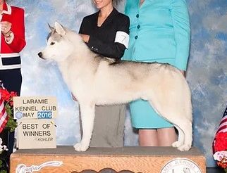 Photo of Desari’s I’ll Be Your Huckleberry At Cloudpeak