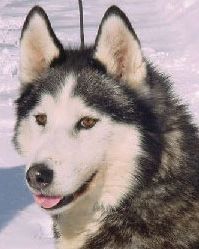 Photo of Kryska’s Kadiak Bear Of Kiana