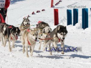 Photo of Laciak Polarni Przyjaciele