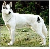 Photo of Forstal’s Palka