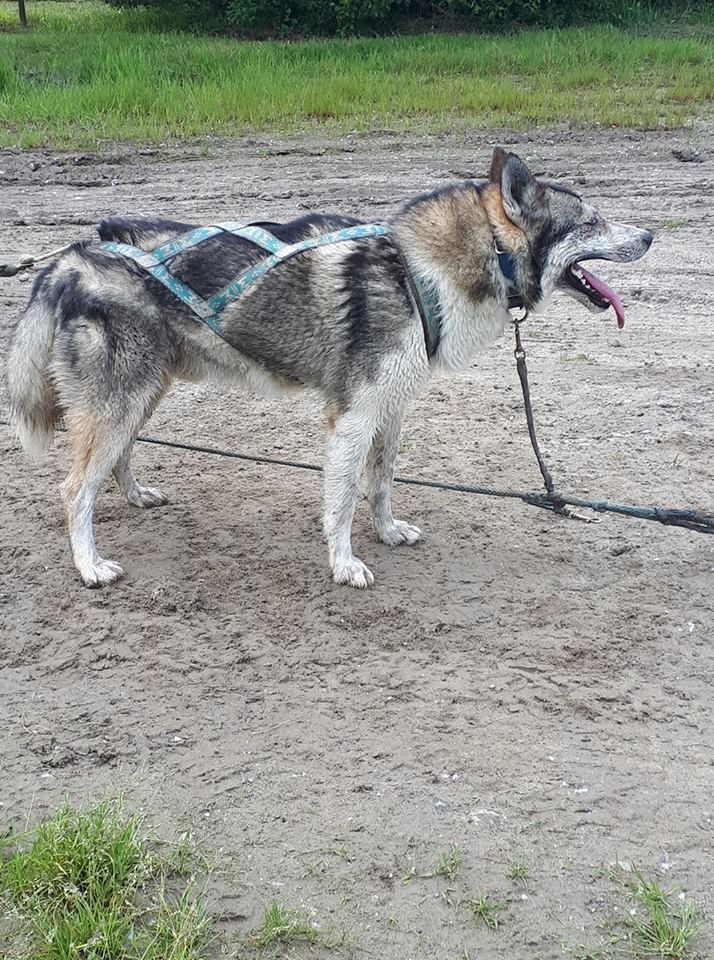 Photo of H’Miles 101 Crazy Speed Kennel