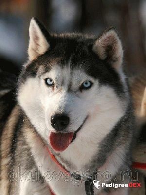 Photo of Arctica s Goluboy Zvezdy