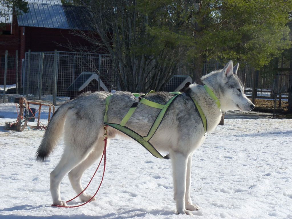 Photo of Indian Tribe Husky’s Big Mush