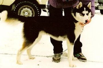 Photo of Arctic Soul Codiak