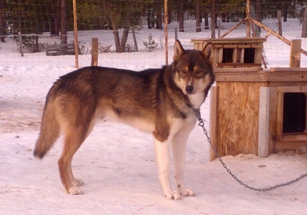 Photo of Vargteam’s Junior