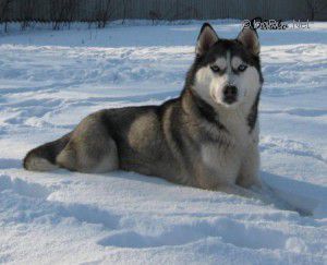 Photo of Star Of White Winter Kattyval