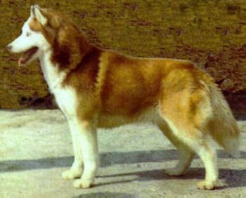 Photo of Monadnock’s Akela