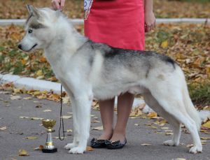 Photo of Vento Libero Estribog De Kartahena