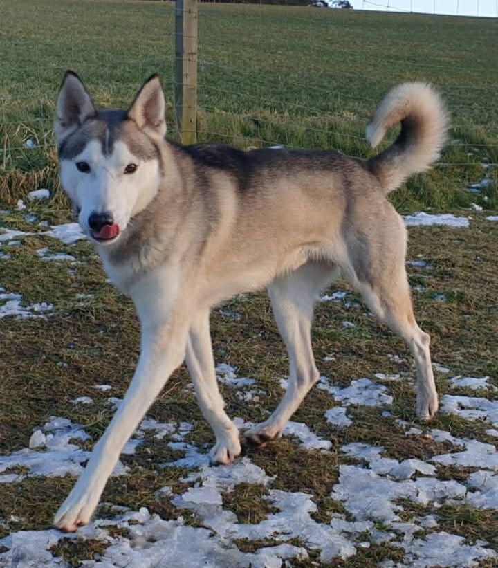 Photo of Sirirosca Oscar
