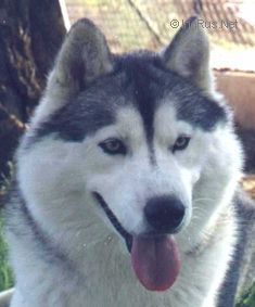 Photo of Foxfire Salutes Alcinta