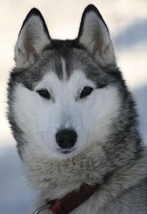 Photo of NorthWapiti's Rocket