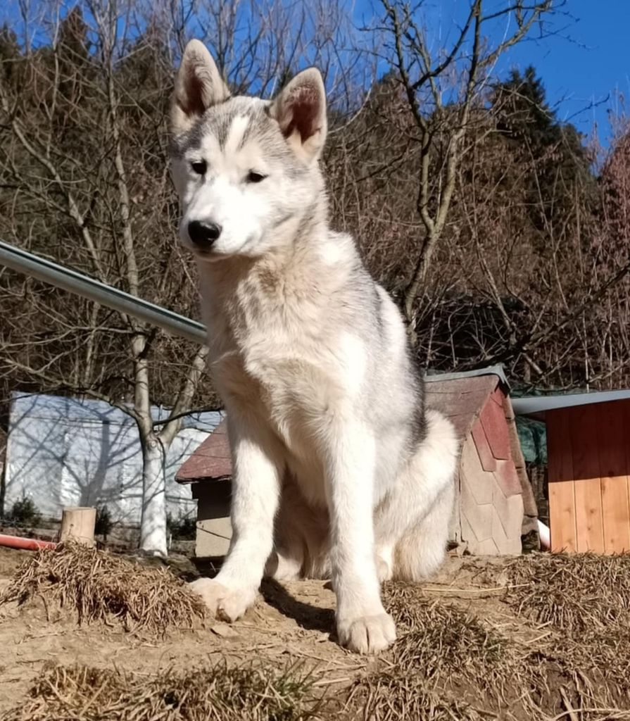 Photo of Durio's kennel E' Zarco
