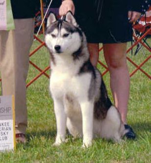Photo of Kristari Kodiak N’ Coalvalley