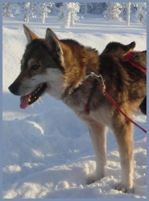 Photo of Polar Speed Sandra