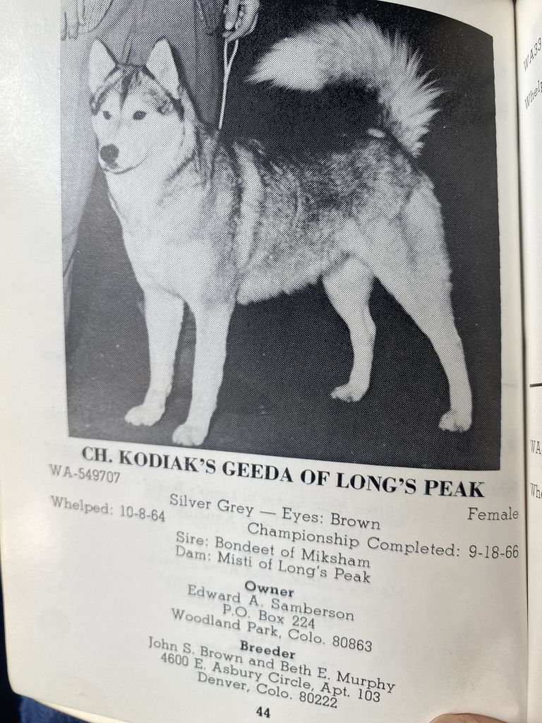 Photo of Kodiak's Geeda of Longs Peak