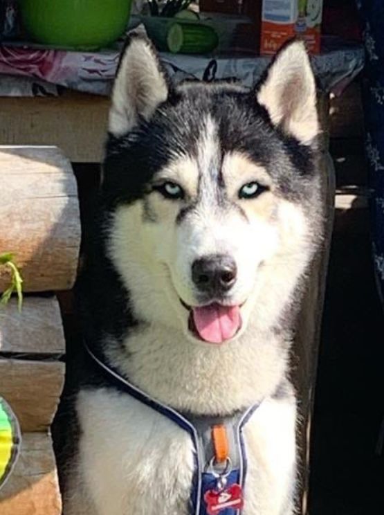 Photo of Roxyro's Guardian Angel