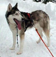 Photo of Arctic Soul Dibitka