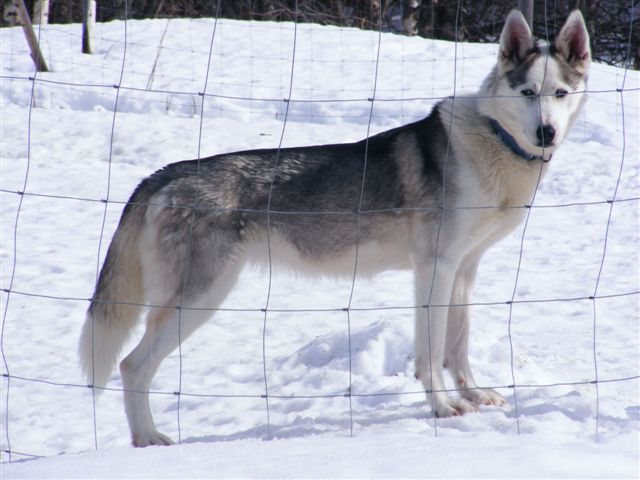 Photo of Komaksiut's Pourga