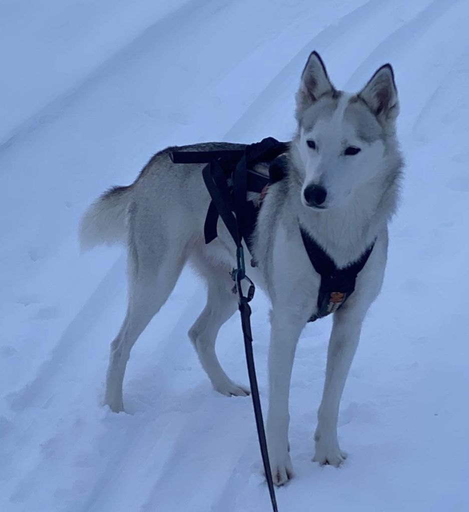 Photo of Dorito of Husky Auwinkel