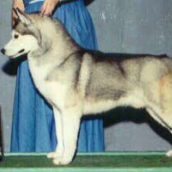 Photo of Rashauns Premier Of Ziemabora