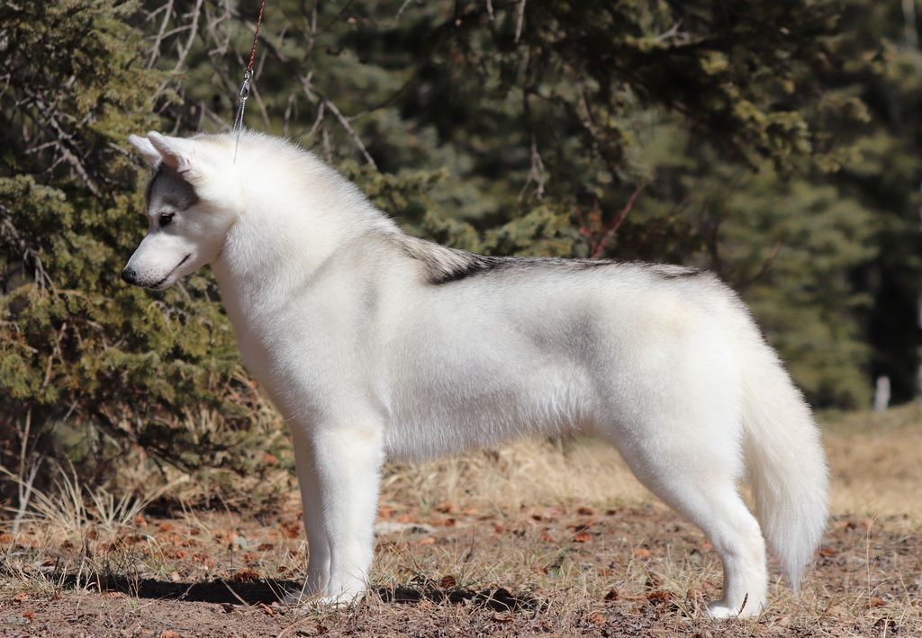 Photo of Nanook's Footprints of A Fox (AI)