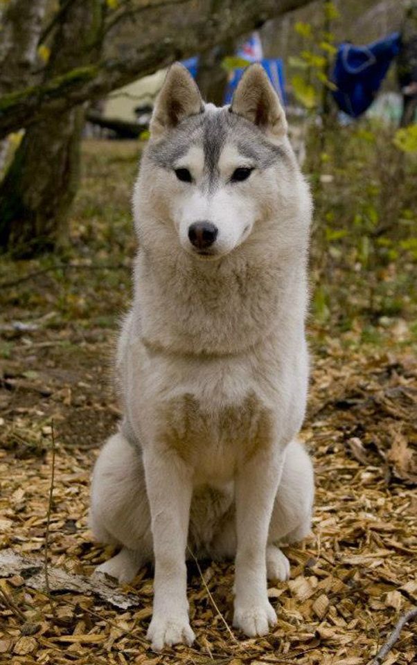 Photo of Foxy lady hydrargium