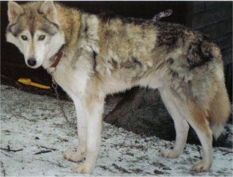Photo of Polar Speed Suikki