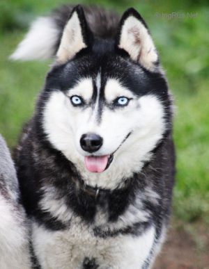 Photo of Gertsoginya