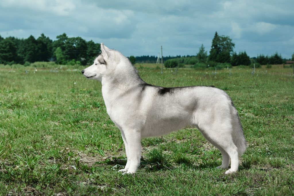 Photo of Olgivan Show Fortune Cookie for Arktika