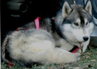 Photo of Silari’s Classy Christmas Star