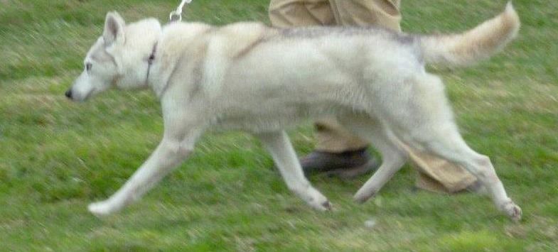 Photo of Kageshewawetung Kali