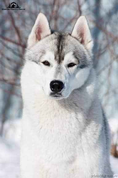 Photo of Breezer Of Siberian Lady