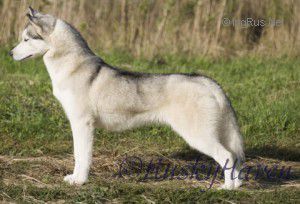 Photo of Husky Haven Kira