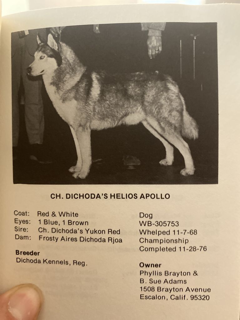 Photo of Dichoda’s Helios Apollo
