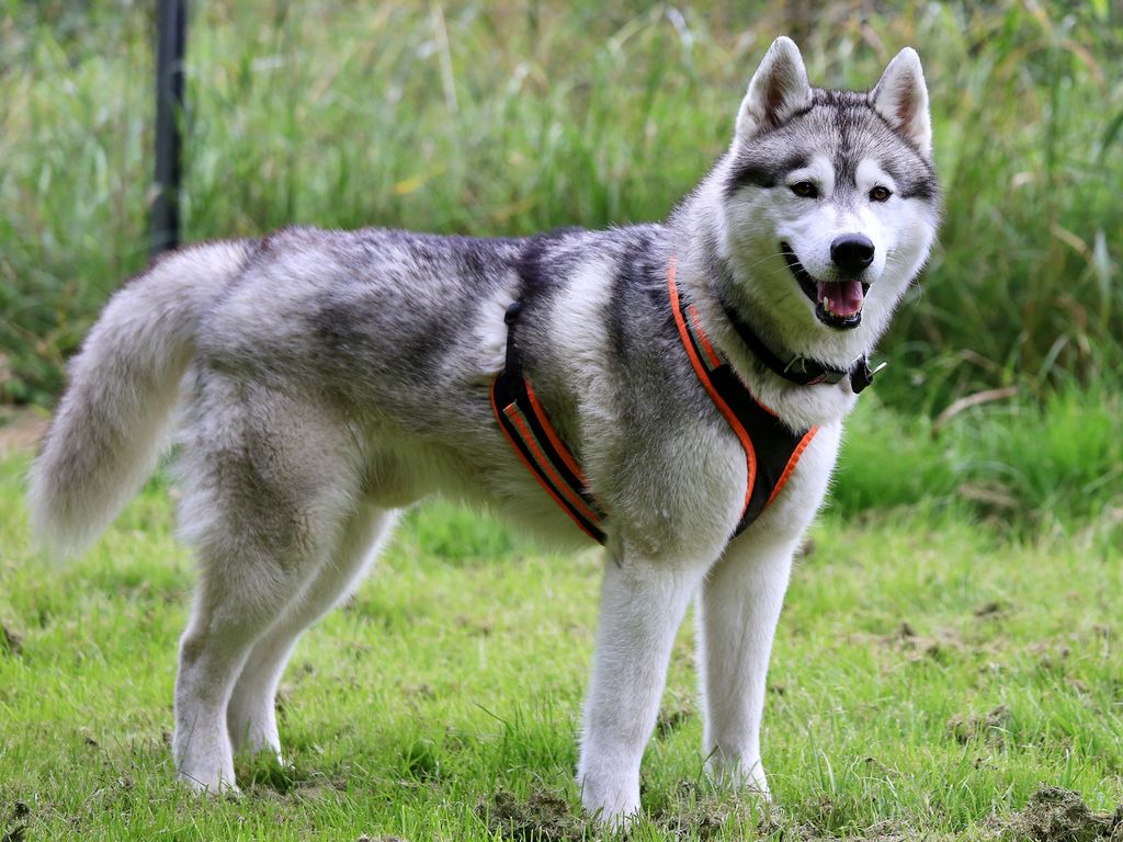 Photo of Conan Of Kahnawake