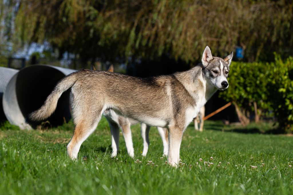 Photo of Nalbec's Emile
