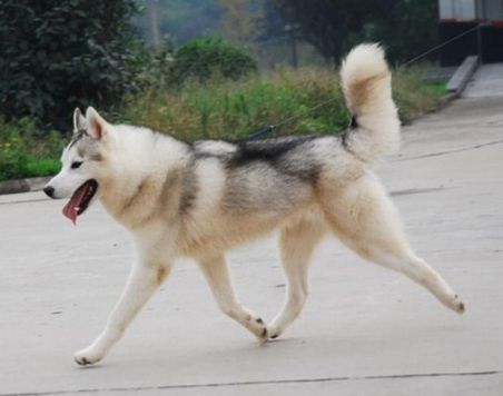 Photo of Bosniak’s Fast N Furious