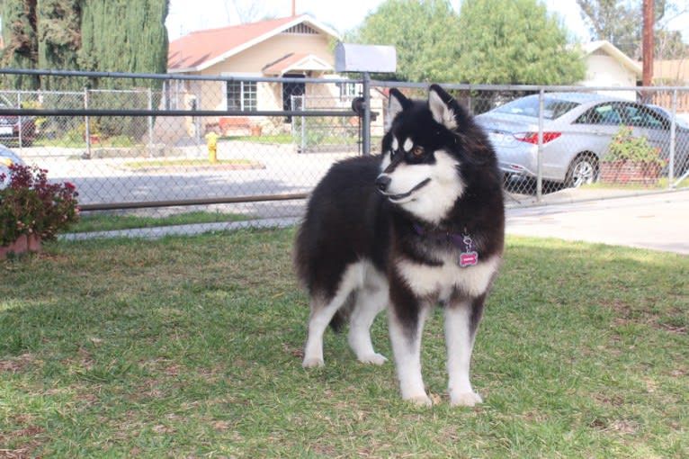 Photo of Twilights Kahlua Ice The Menace