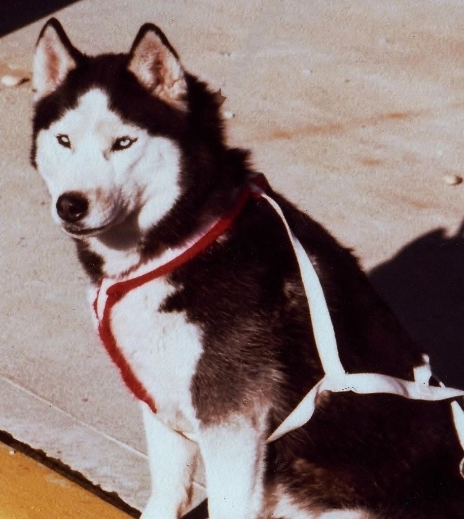 Photo of Talocon’s Kali’ka