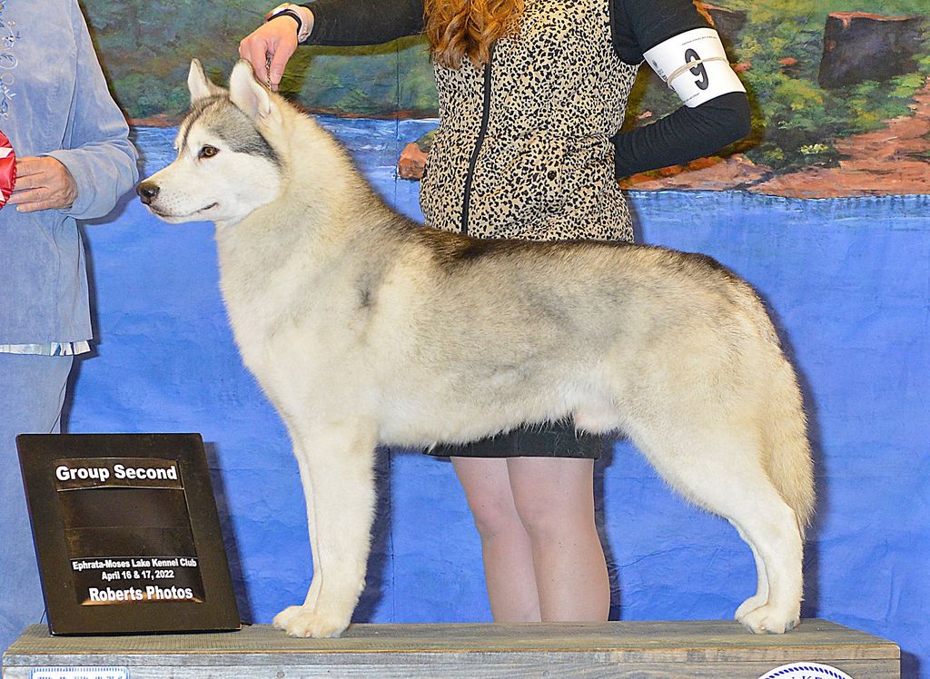 Photo of Maskarade's Shenandoah