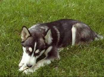 Photo of Vashiral’s Little Charmee