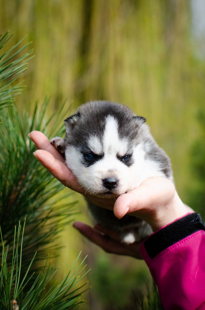 Photo of Wolf Leader Euphoria