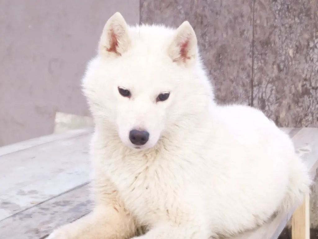 Photo of Verum Stellas She's A Lady