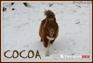Photo of Aranda’s Cocoa
