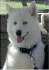 Photo of J & D’s Kody