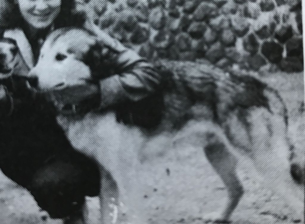 Photo of Nanuk Of Seppala