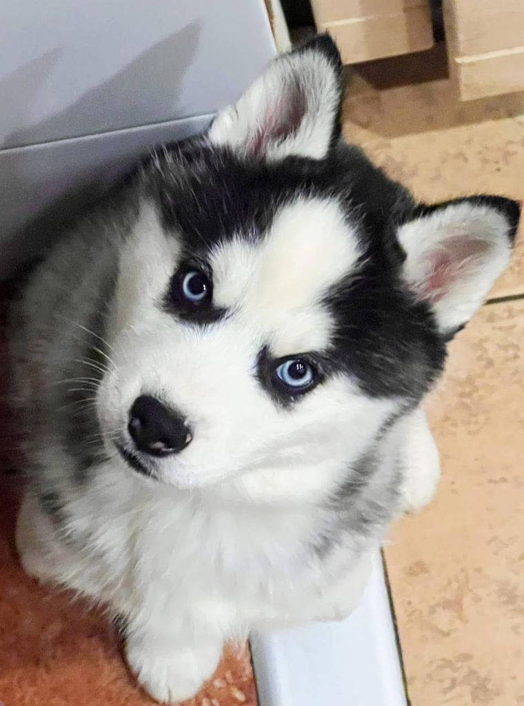 Photo of Wolf Leader Diamond In The Sky