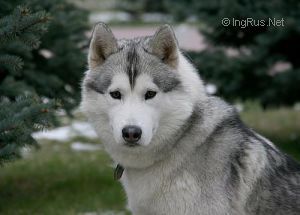 Photo of Belstok Ewill Snow Spirit