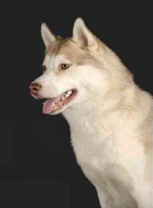 Photo of Husky Haven Williamur