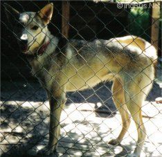 Photo of Wolf Tribes Ronja